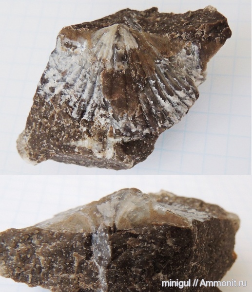 брахиоподы, карбон, Башкирия, Spiriferida