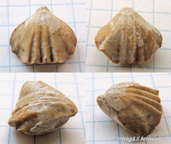 брахиоподы, нижняя пермь, Rhynchonellida, Pugnax, Шахтау