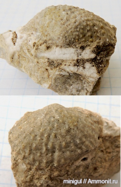 брахиоподы, Krotovia, Шиханы, Productida, нижняя пермь, Krotovia pustulata