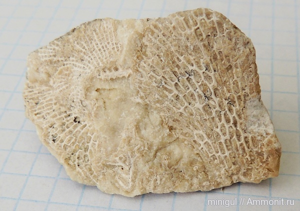 мшанки, Bryozoa, Шиханы, нижняя пермь, Cryptostomida