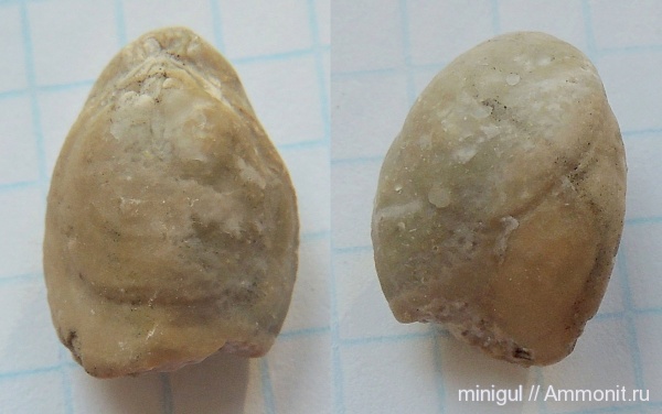 брахиоподы, Dielasma, Шиханы, нижняя пермь, Terebratulida, Dielasmatidae