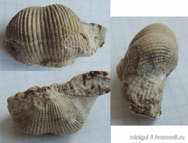 брахиоподы, Шиханы, Productida, нижняя пермь, Tubaria genuina, Tubaria