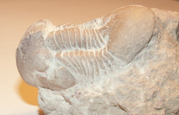 Illaenus, Illaenidae