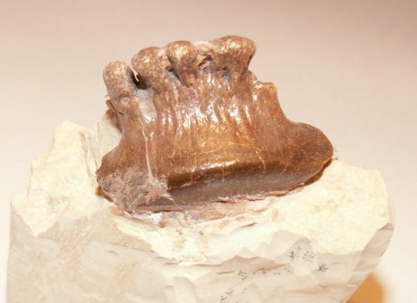 Polyrhizodus, Petalodontiformes, Polyrhizodus concavus