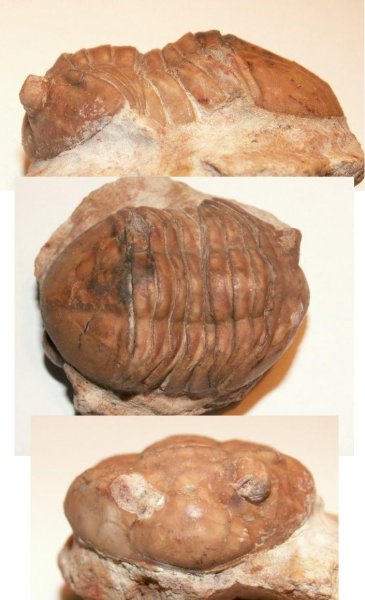 Asaphus, Asaphus plautini