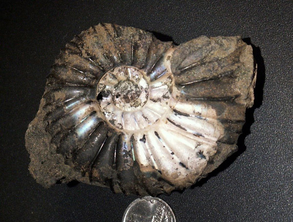 Virgatites, Virgatites pallasianus