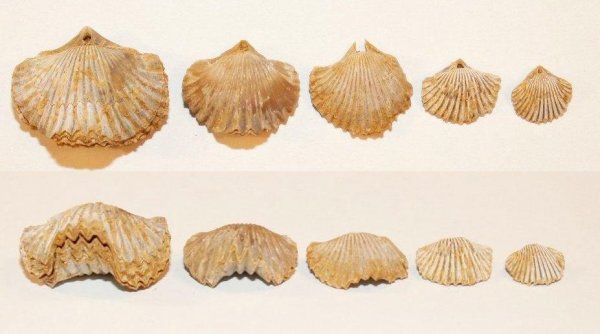 Cardinirhynchia, Rhynchonellida