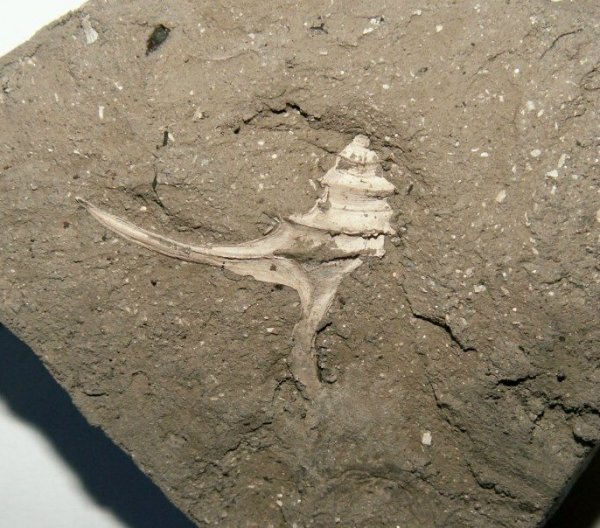 Dicroloma, Aporrhaidae, Dicroloma gagnebini