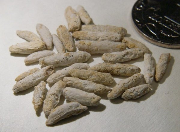 Fusulina, Fusulinida