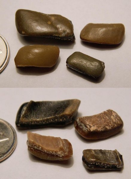 Lagarodus, Psammodontiformes, Lagarodus specularis