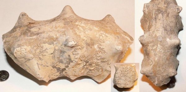 Euaspidoceras, Aspidoceratidae