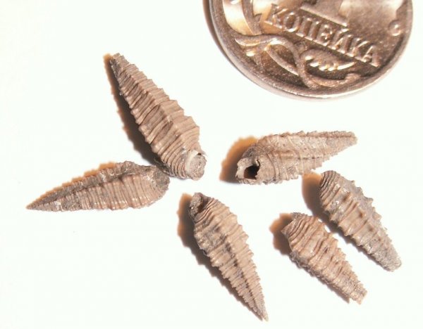 Exelissa, Cryptoptyxis, прижизненные повреждения, Exelissa quinaria