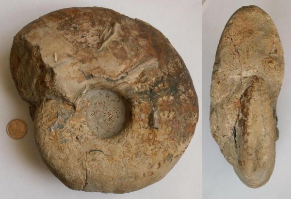 макроконхи, Serpula, Quenstedtoceras, Macroconchs