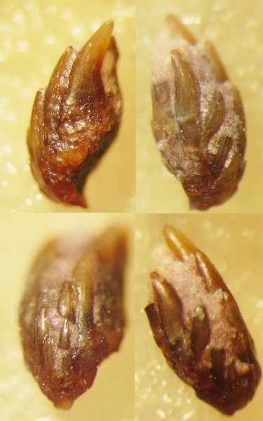 Glikmanius, ротожаберные зубы, Ctenacanthiformes