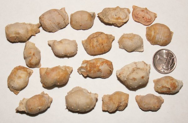 Kozlowskia, Productida