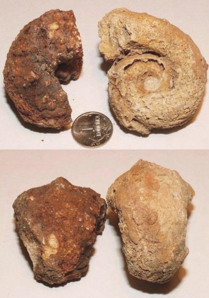 Bellerophon, Pharkidonotus Bellerophon, Pharkidonotus