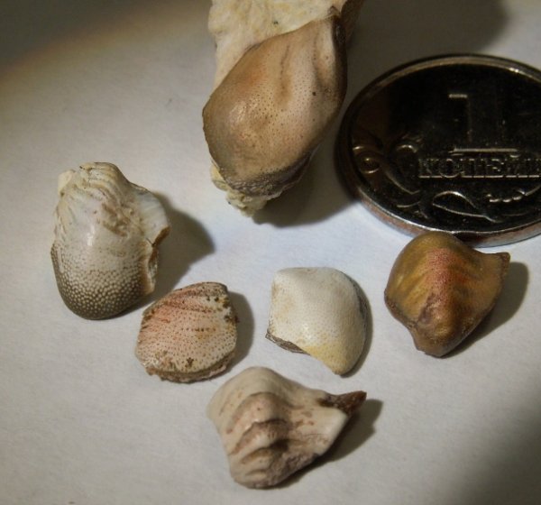 Deltodus, Cochliodontiformes