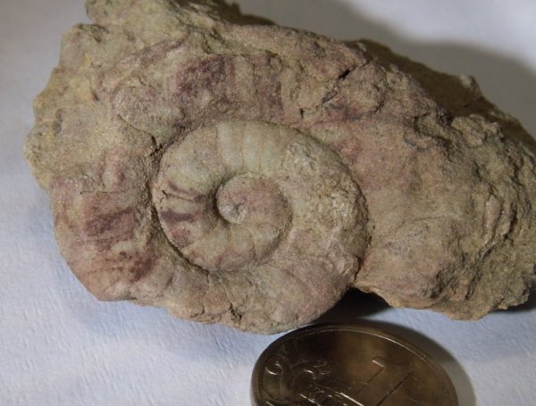 Estonioceras, Tarphycerida