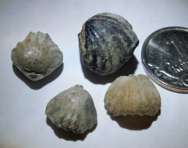 Ivanoviella, Rhynchonellida