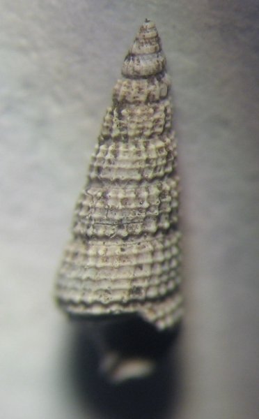 Procerithium, Cosmocerithium