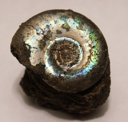 Kachpurites, Kashpurites, Volgian