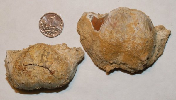 Rugatia, Chaoiella, Productida