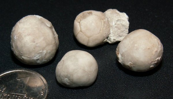 эокриноидеи, Cryptocrinites