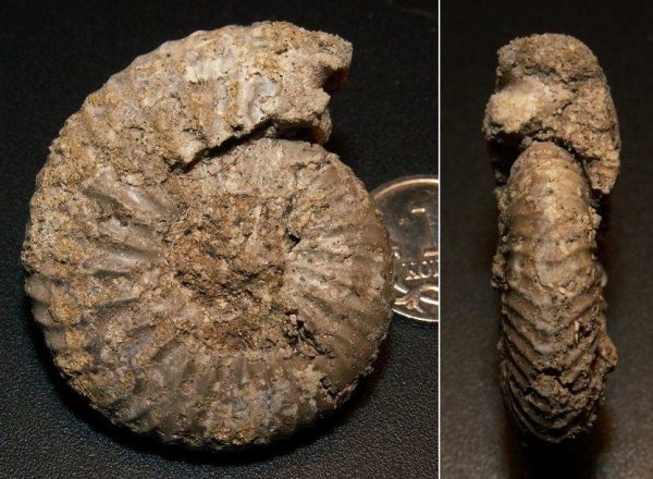 Surites, берриас, Berriasian