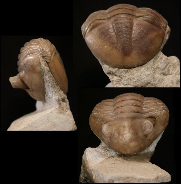 Asaphus, Asaphus sulevi