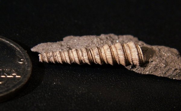 Clathrobaculus, Clathrobaculus krantzi