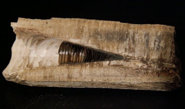 фрагмоконы, phragmocones