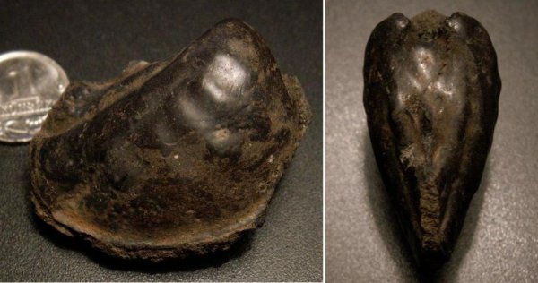 Myophorella, тригонии