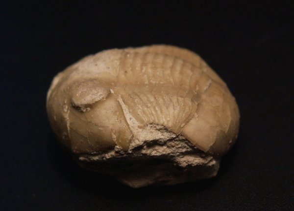 Illaenus, Illaenidae