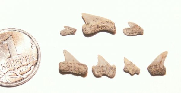 Squalicorax, Palaeoanacorax