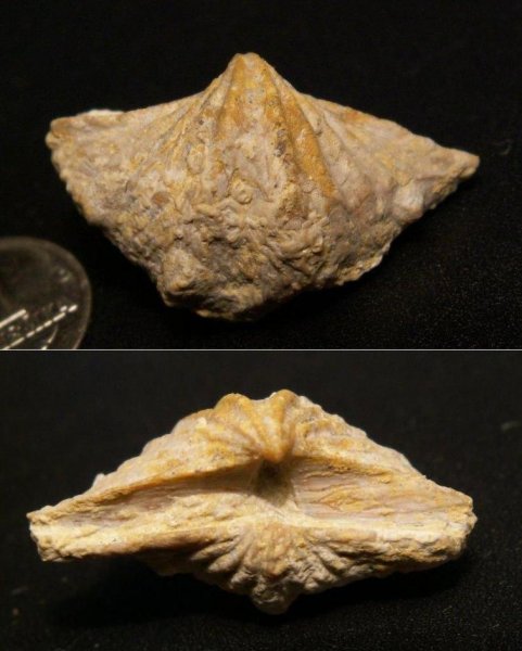 Laioporella, Spiriferinida