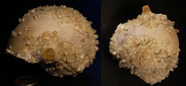 Bellerophon, Bellerophontidae