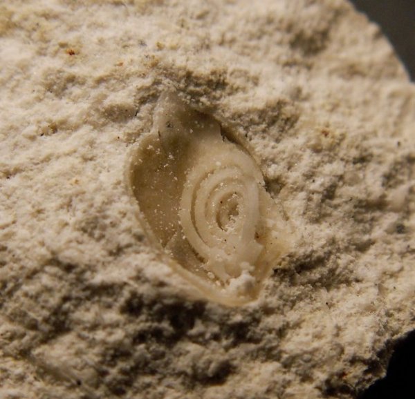 ручной аппарат, brachiopod lophophore