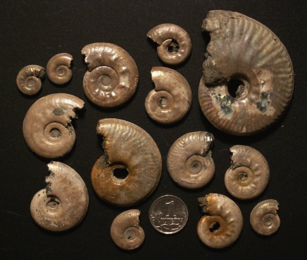 Lunuloceras, Brightia