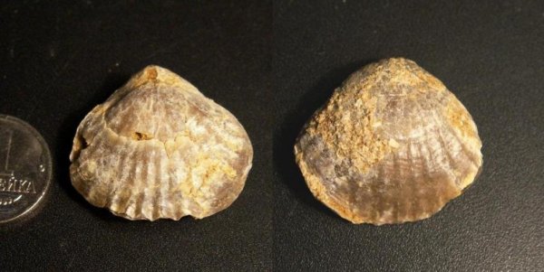 Praecyclothyris, Rhynchonellida