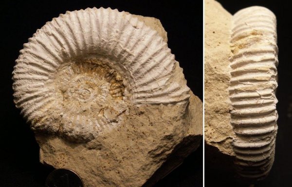 Peltoceras, Peltoceras schroederi