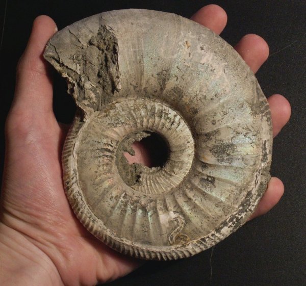 Binatisphinctes, макроконхи, Serpula, Binatisphinctes rjasanensis, Macroconchs