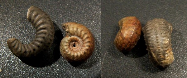 Amoeboceras, Amoeboceras zieteni, Plasmatites, Plasmatites zieteni