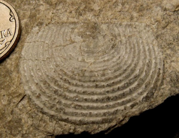 Echinoconchus, Productida