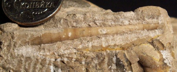 Казахстан, Dolorthoceras