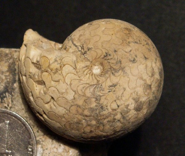 Казахстан, Waagenina, Goniatitida