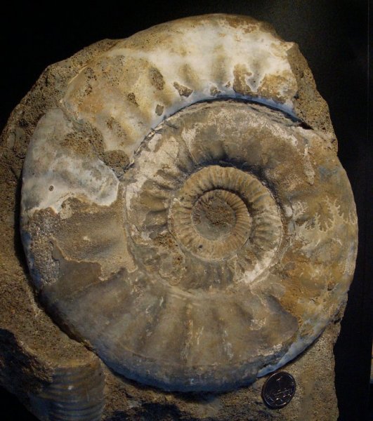 Choffatia, Choffatia cardoti