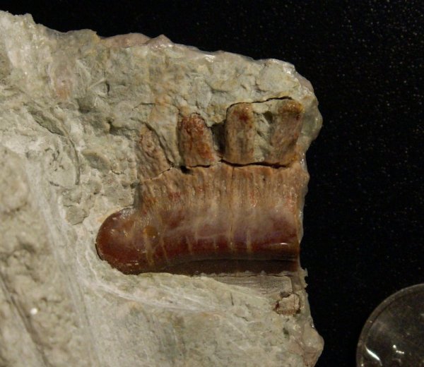 Polyrhizodus, Petalodontiformes