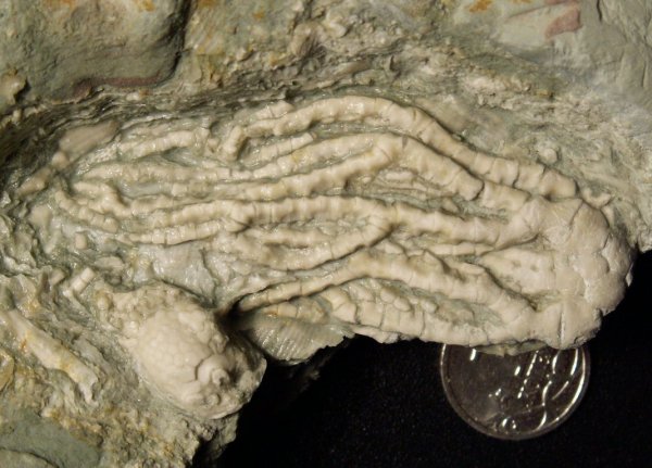 Acrocrinus, Trautscholdicrinus