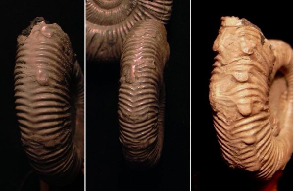 Binatisphinctes, прижизненные повреждения, parabolae