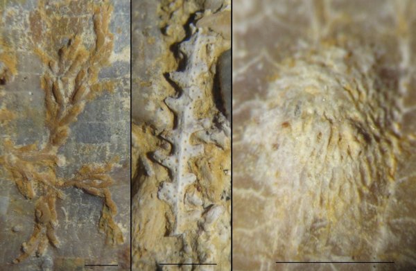 мшанки, Hederella, Penniretepora